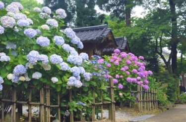 久留米市で『千光寺あじさい祭り』が開催されます