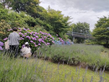 添田町の英彦山花園で『アジサイ摘み取り体験会』が開催されます