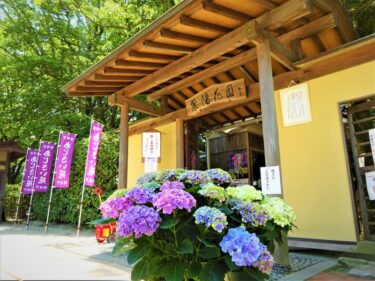 筥崎宮で『あじさいまつり』が開催中です