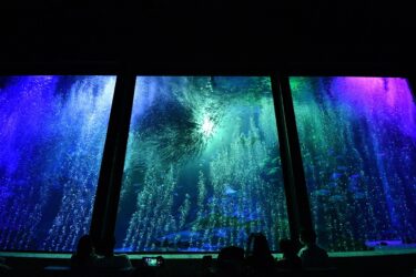 マリンワールド海の中道で『夜のすいぞくかん』が開催されます